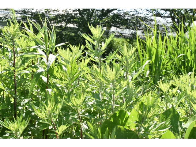 よもぎもあったよ（´∀｀*）