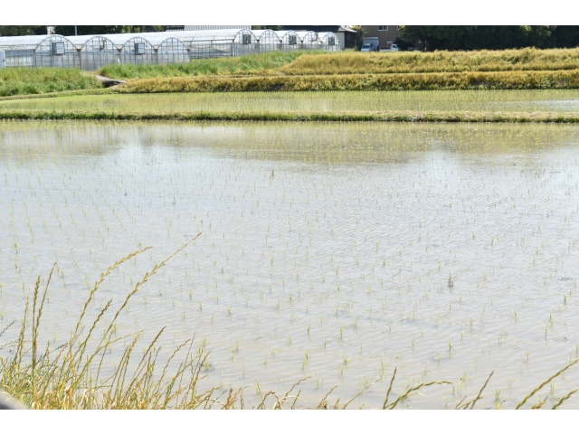田植えが始まっていました(*･ω･)orγγγγ