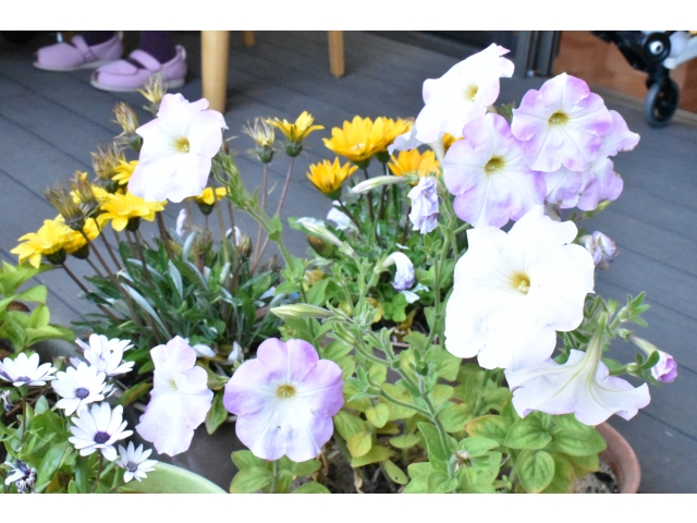 綺麗な花に囲まれて🌺