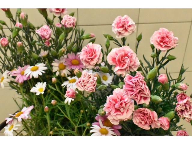 綺麗に咲いてます🌺