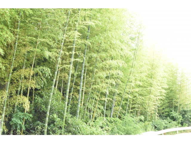 岡崎苑近くの竹林🌳