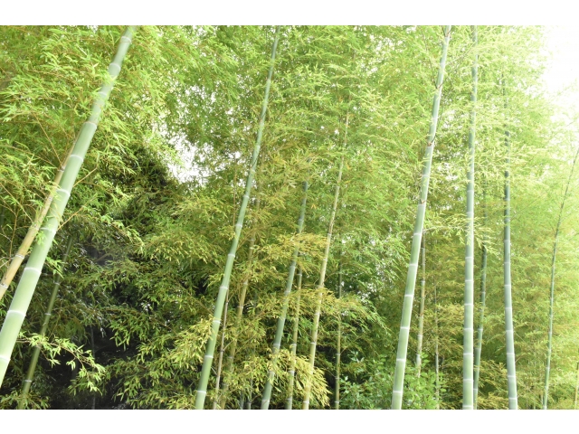 大きく育っていました🌝