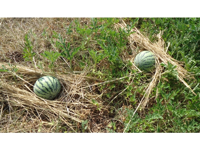 大きなすいかができました🍉