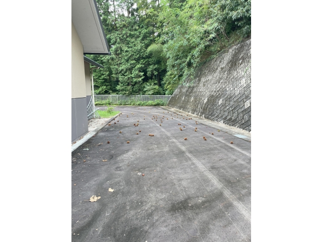 右側の上から栗がころりん🎶ころりん🎶と落ちてきます🌰