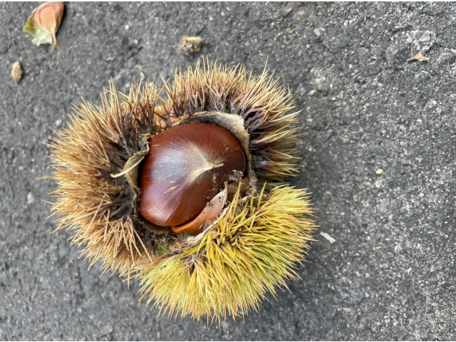 「いが」付きの新鮮な栗です😂