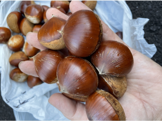 いっぱい取れたっぺ～😍