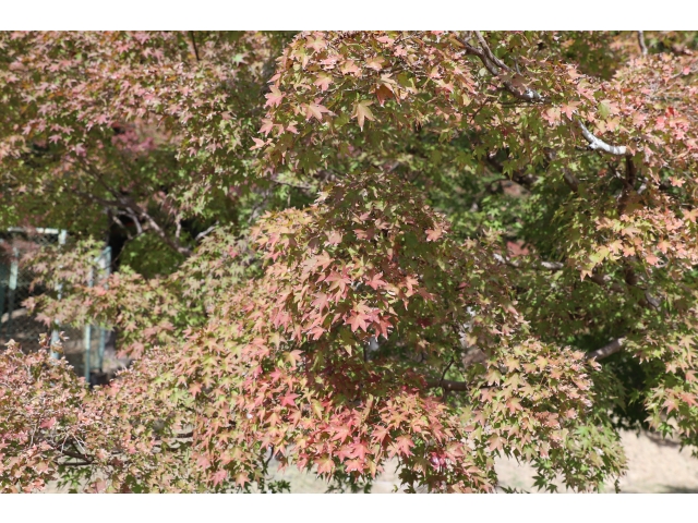 紅葉はまだまだでした🍂