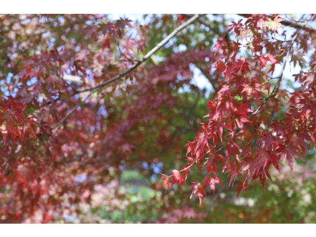 唯一見つけた紅葉🍁