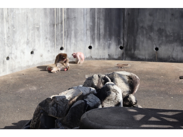 サルが毛繕いしてる🌝