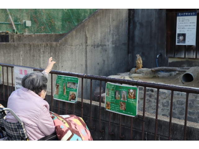 ミーアキャットだ😲お～～い👋