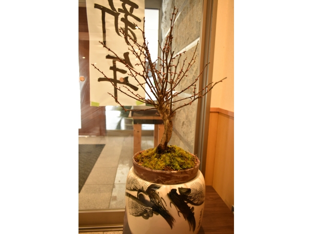 こちらは去年のものを植え返したものです🤗蕾がたくさんついていました🥰