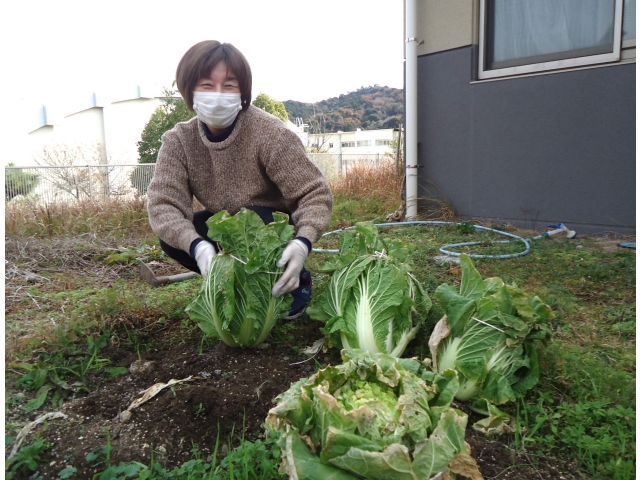 苑長も白菜の収穫を🤗