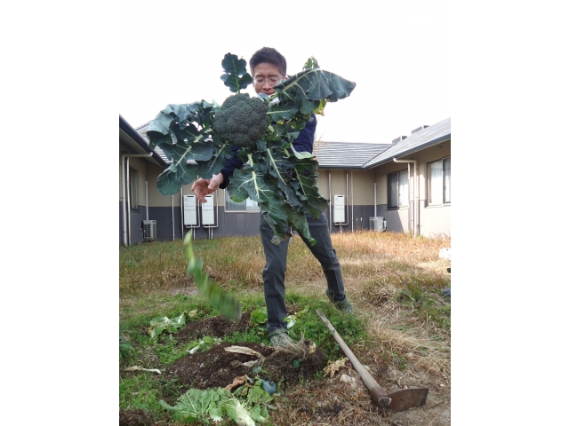 次長もブロッコリーを収穫🥦