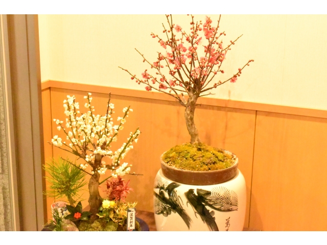 紅白の梅の花が綺麗に咲きました🌺