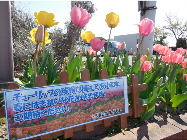 昨年度植えたチューリップが沢山咲きました！