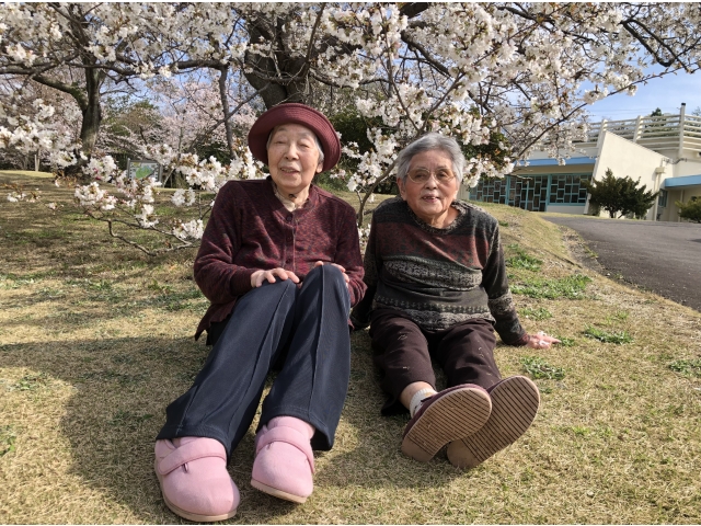 お花見ドライブ