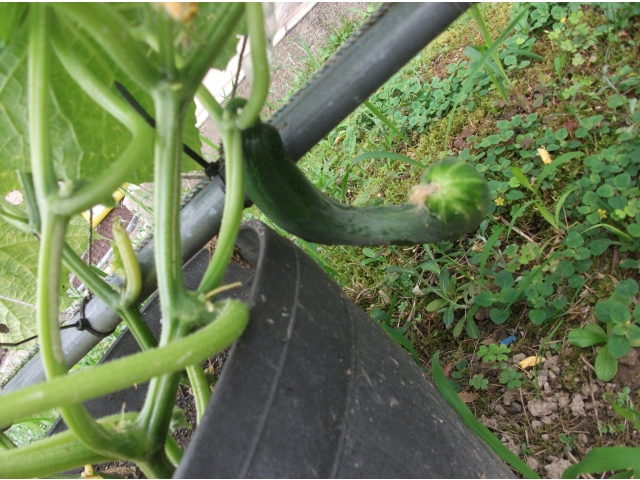 美味しそうなキュウリ。