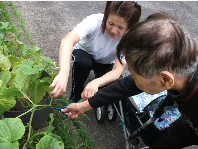 茎を切ります。