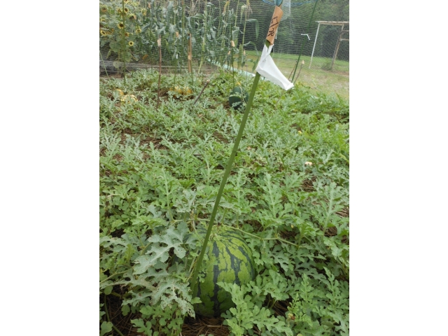 瀬戸苑自慢の畑です