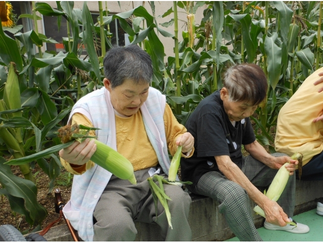 トウモロコシも収穫