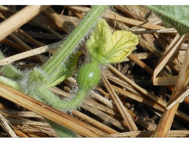 5月の頃のかわいいスイカ