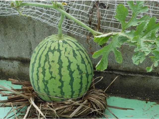 重さ10kg！、胴回り86cmもあります