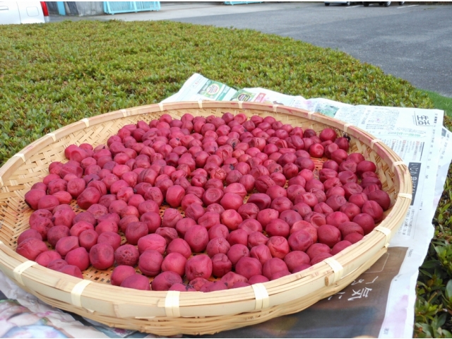 天日を浴びて梅干しも気持ち良さそう