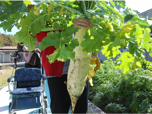 大根は超特大サイズ！
