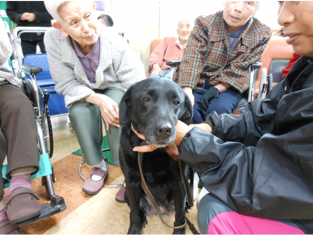 “黒ラブ”のエルちゃん