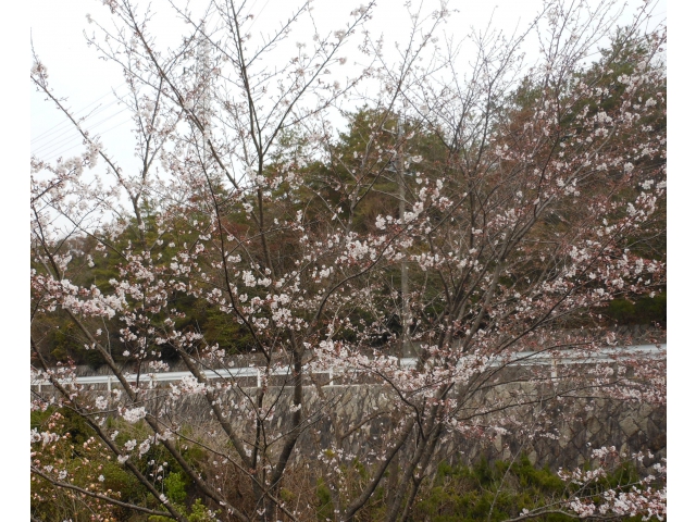 桜も徐々に咲き始めました