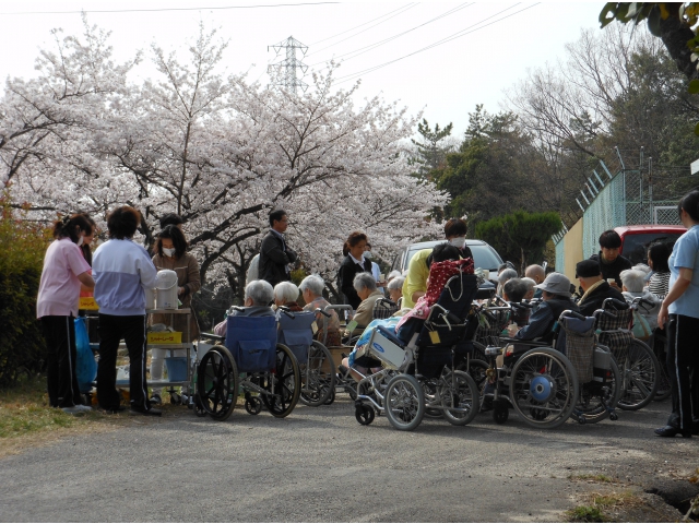 まさに見頃の桜でした