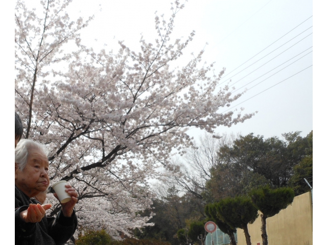 桜を見ながらほっと一息