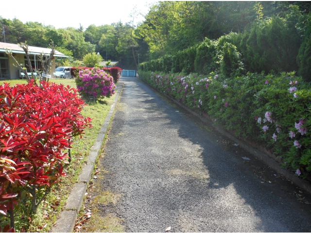 つつじが綺麗に咲きます