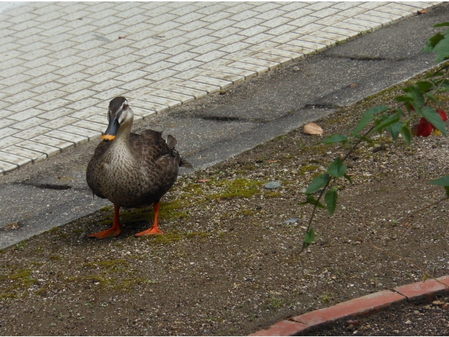 鴨じゃありませんか。