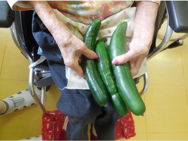 立派なキュウリが穫れました