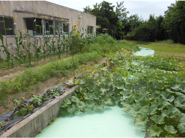 ここが噂の瀬戸苑畑