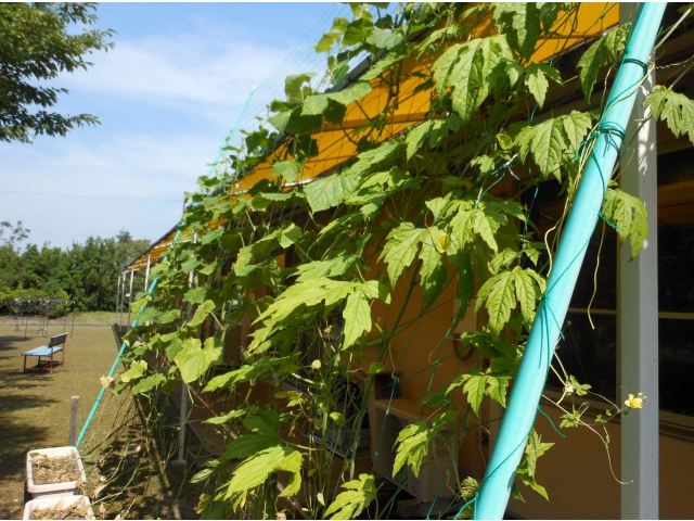 グリーンカーテン