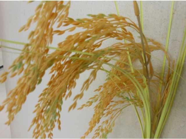 秋を感じますね