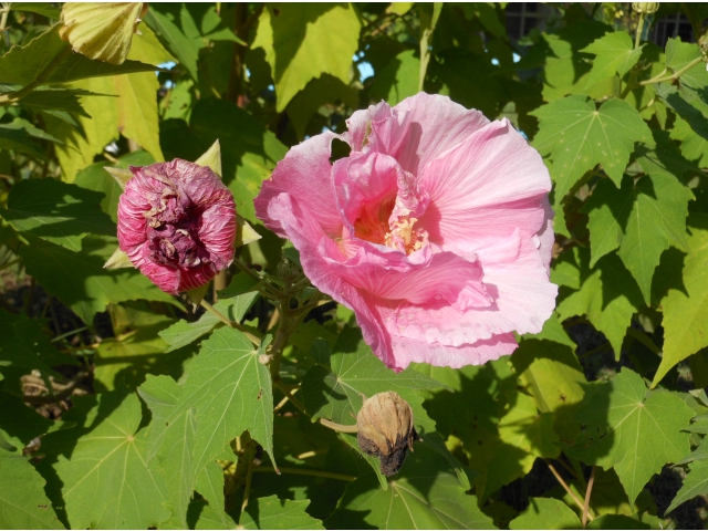 16:00　すっかり酩酊