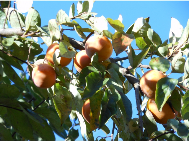 収穫した柿の木です