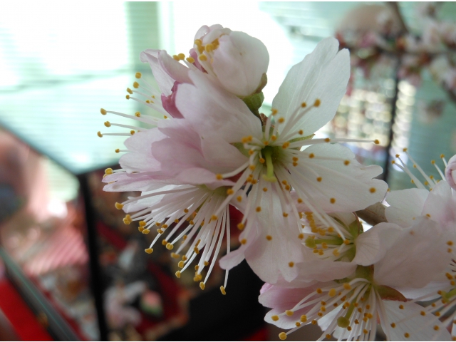 春の訪れを感じます