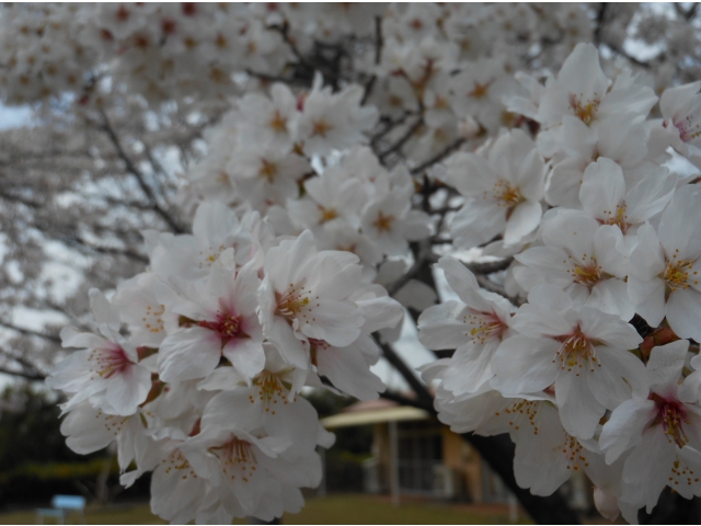 桜が咲くと春を感じます