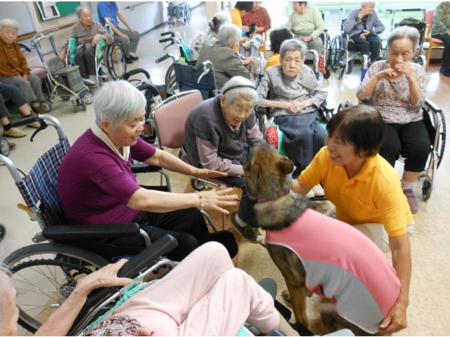 とても穏やかなワンちゃんです