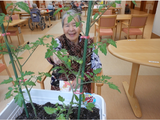 トマトがなったよ⤴