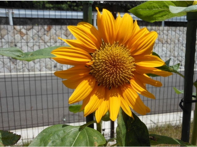 凛と咲いている姿に元気を与えられます。