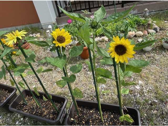 少しずつ咲いております。