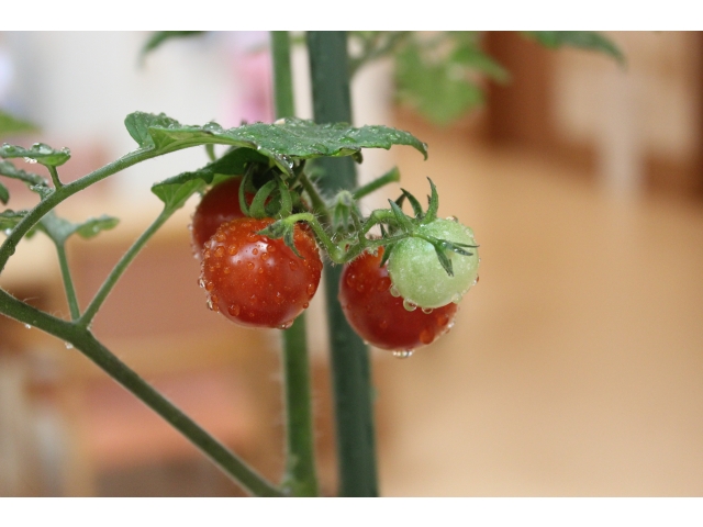 ミニトマト赤くなりました。