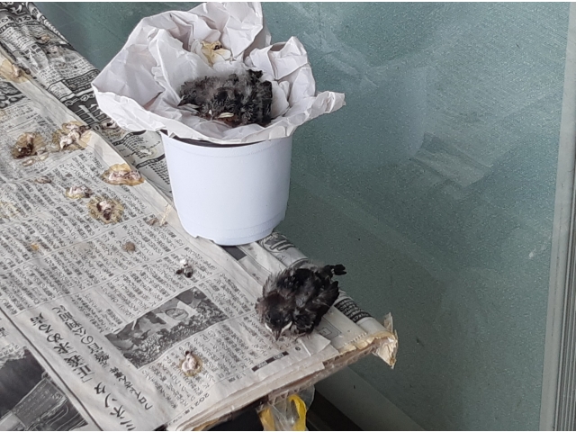 仮の巣ですが…