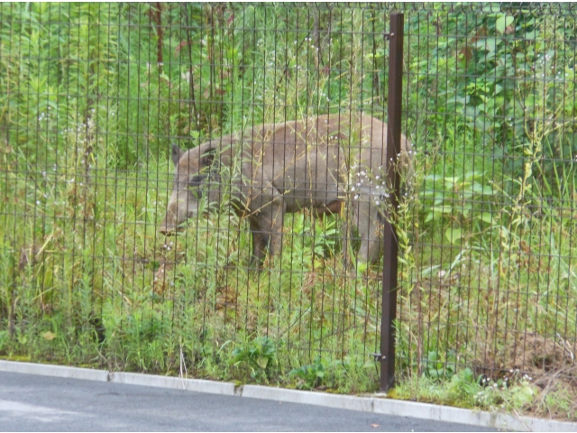 お母さんイノシシと再会