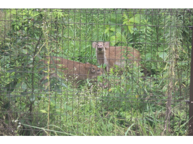 君たちはうり坊？大きくなったね～